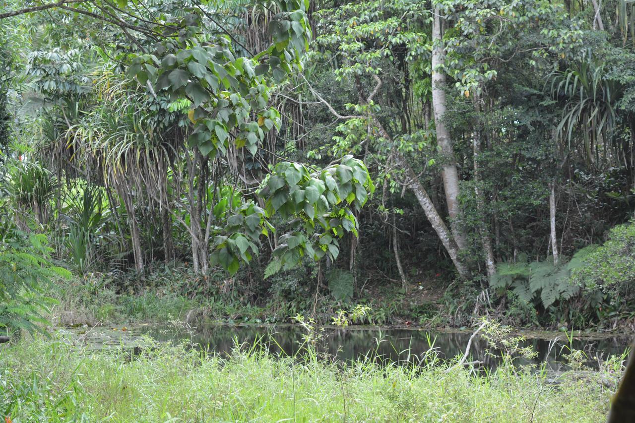 Rainforest Eco Lodge Suva Eksteriør billede