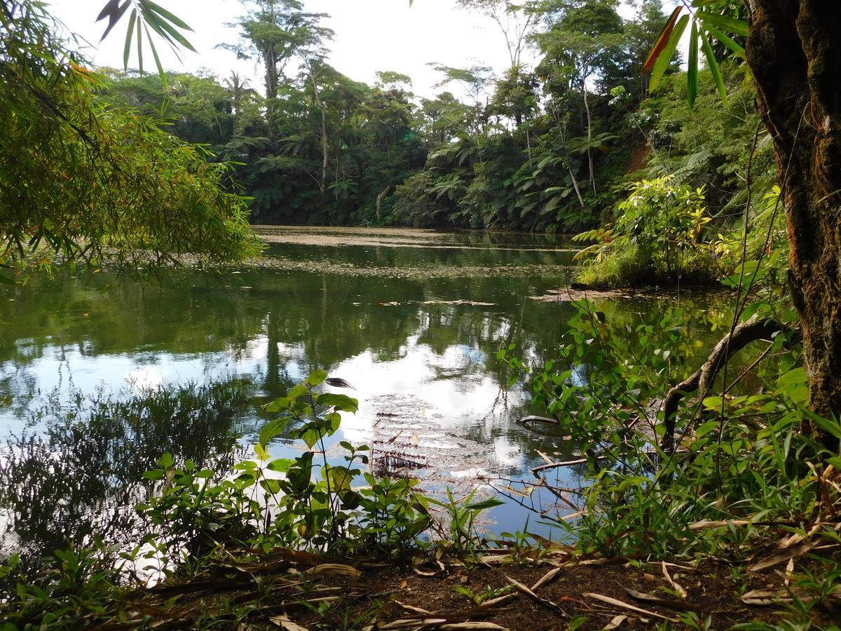 Rainforest Eco Lodge Suva Eksteriør billede