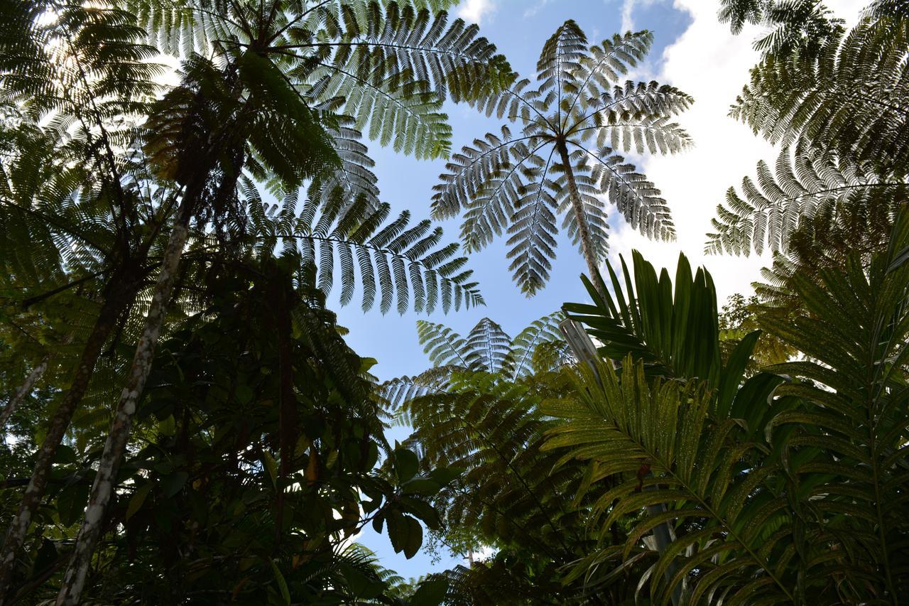 Rainforest Eco Lodge Suva Eksteriør billede