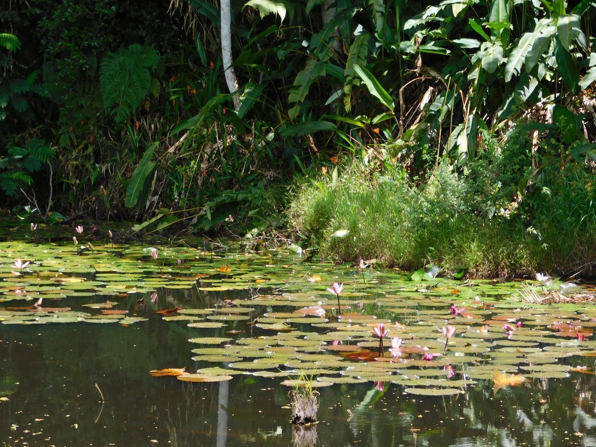 Rainforest Eco Lodge Suva Eksteriør billede