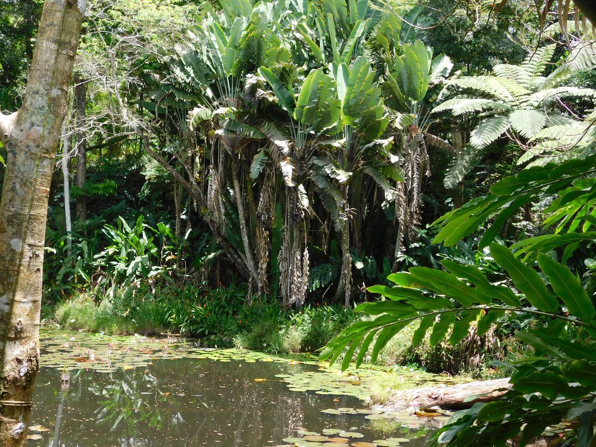 Rainforest Eco Lodge Suva Eksteriør billede