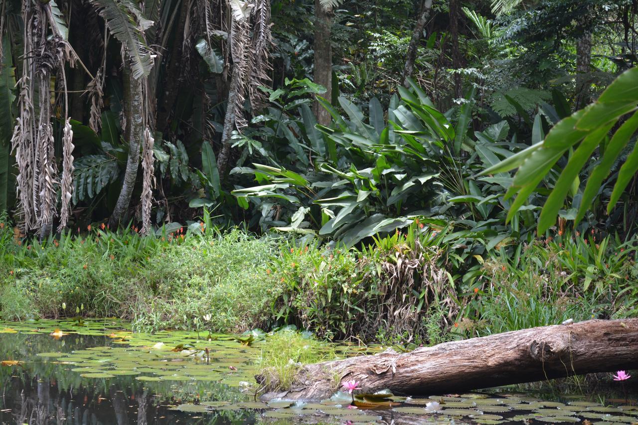 Rainforest Eco Lodge Suva Eksteriør billede