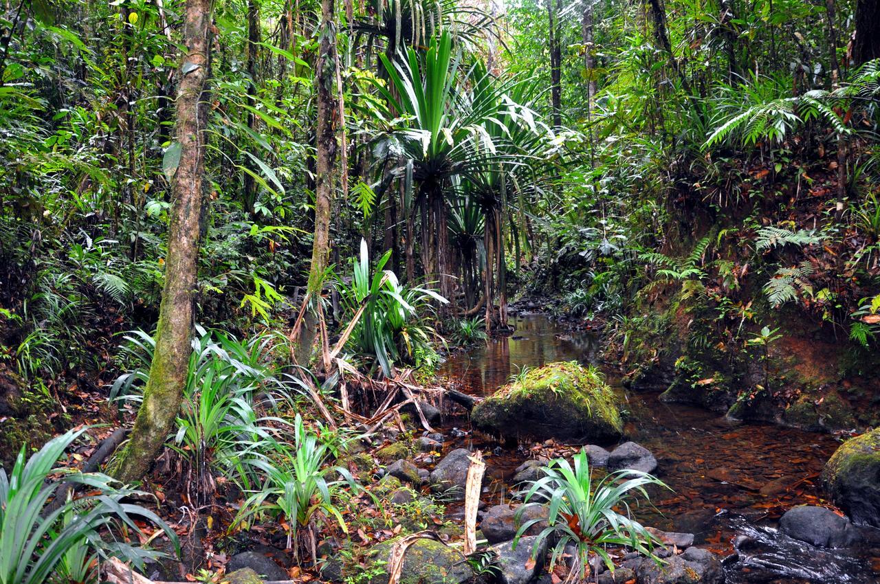 Rainforest Eco Lodge Suva Eksteriør billede