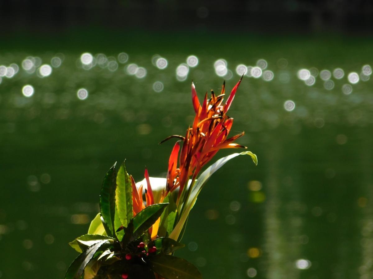 Rainforest Eco Lodge Suva Eksteriør billede