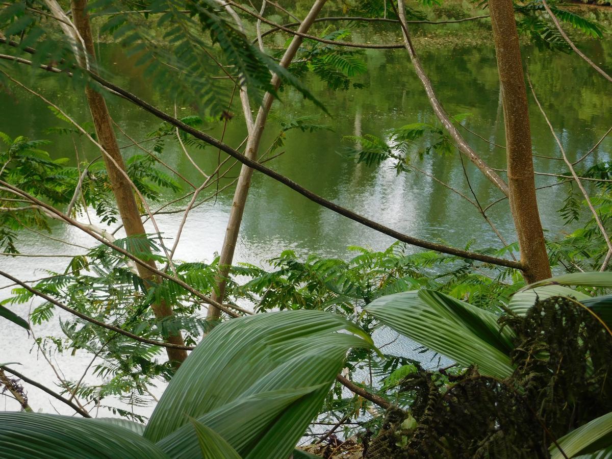 Rainforest Eco Lodge Suva Eksteriør billede